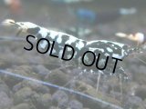 228【前祭RT】サヤチャンス100連発！
