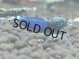 293【前祭RT】サヤチャンス100連発！