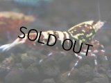 276【前祭RT】サヤチャンス100連発！