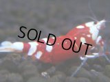 294【前祭RT】サヤチャンス100連発！