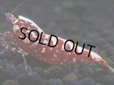 280【前祭RT】サヤチャンス100連発！