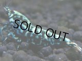 300【前祭RT】サヤチャンス100連発！