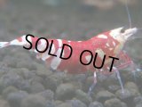 213【前祭RT】サヤチャンス100連発！