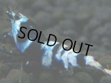 299【前祭RT】サヤチャンス100連発！