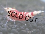 236　R【エニータイムRT】サヤチャンスコスパver.100連発！
