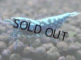 226　R【エニータイムRT】サヤチャンスコスパver.100連発！