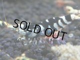 206　R【エニータイムRT】サヤチャンスコスパver.100連発！