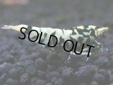 239　R【エニータイムRT】サヤチャンスコスパver.100連発！