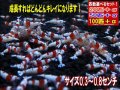 レッドビーシュリンプ PRLハイグレード稚えび（送料込み）
