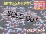 レッドビーシュリンプ PRLハイグレード稚えび（送料込み）