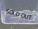 045　C【スプリットタイムセール連旋！】FISHBONE ボア系！プラケ丸ごとセット！