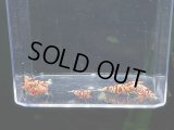 038　P【スプリットタイムセール連旋！】ECOPIA RFT 種親入り！プラケ丸ごとセット！