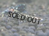 022　R【秋の大量入荷祭！】ファーストテイク！新種系色々MIX ウルトラ特価100連発！