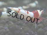 139　R【秋の大量入荷祭！】ブランドエビを増やそう！希少黒ビー ebisquid（エビスクイッド）APSC優勝ブランド！