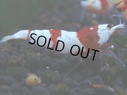 画像1: 185　R【秋の大量入荷祭！】ブランドエビを増やそう！バンドなら三好池のトシのレッドビー！