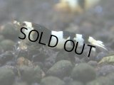 143　R【秋の大量入荷祭！】ブランドエビを増やそう！希少黒ビー ebisquid（エビスクイッド）APSC優勝ブランド！