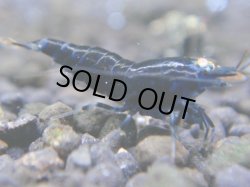 画像1: 061　R【秋の大量入荷祭！】ファーストテイク！新種系色々MIX ウルトラ特価100連発！