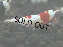 画像1: 147　R【秋の大量入荷祭！】ブランドエビを増やそう！希少黒ビー ebisquid（エビスクイッド）APSC優勝ブランド！