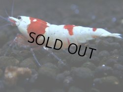 画像1: 171　R【秋の大量入荷祭！】ブランドエビを増やそう！現在無敵！涼風シュリンプのレッドビー！