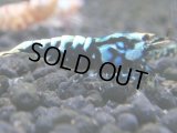 030　R【秋の大量入荷祭！】ファーストテイク！新種系色々MIX ウルトラ特価100連発！