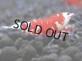 071　R【秋の大量入荷祭！】ファーストテイク！新種系色々MIX ウルトラ特価100連発！
