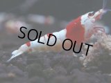 153　R【秋の大量入荷祭！】ブランドエビを増やそう！現在無敵！涼風シュリンプのレッドビー！