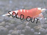 089　R【秋の大量入荷祭！】ファーストテイク！新種系色々MIX ウルトラ特価100連発！