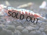 012　R【秋の大量入荷祭！】ファーストテイク！新種系色々MIX ウルトラ特価100連発！