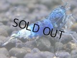 046　R【秋の大量入荷祭！】ファーストテイク！新種系色々MIX ウルトラ特価100連発！