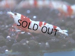 画像1: 107　R【秋の大量入荷祭！】ブランドエビを増やそう！Y's Bee