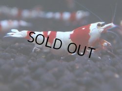 画像1: 101　R【秋の大量入荷祭！】ブランドエビを増やそう！Y's Bee 抱卵個体