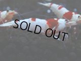 161　R【秋の大量入荷祭！】ブランドエビを増やそう！現在無敵！涼風シュリンプのレッドビー！