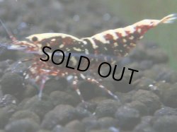 画像1: 095　R【秋の大量入荷祭！】ファーストテイク！新種系色々MIX ウルトラ特価100連発！