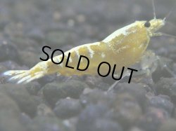 画像1: 033　R【秋の大量入荷祭！】ファーストテイク！新種系色々MIX ウルトラ特価100連発！