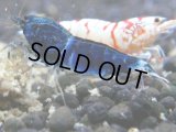 072　R【秋の大量入荷祭！】ファーストテイク！新種系色々MIX ウルトラ特価100連発！