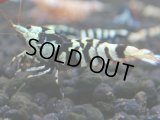 023　R【秋の大量入荷祭！】ファーストテイク！新種系色々MIX ウルトラ特価100連発！