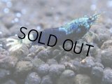 074　R【秋の大量入荷祭！】ファーストテイク！新種系色々MIX ウルトラ特価100連発！