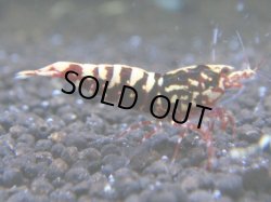 画像1: 051　R【秋の大量入荷祭！】ファーストテイク！新種系色々MIX ウルトラ特価100連発！