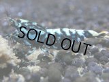 066　R【秋の大量入荷祭！】ファーストテイク！新種系色々MIX ウルトラ特価100連発！