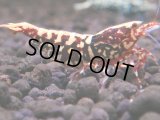 237　H【秋の大量入荷祭！】実力派！TKシュリンプ50連発！DEEP RED GALAXY 種親クラス！