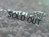 309　P【秋の大量入荷祭！】DIAMOND BLACK  F1個体 隔世遺伝で出たら凄いかも！