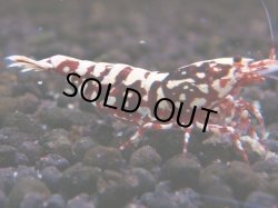 画像1: 236　H【秋の大量入荷祭！】実力派！TKシュリンプ50連発！DEEP RED GALAXY 種親クラス！