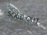 303　P【秋の大量入荷祭！】DIAMOND BLACK  F1個体 隔世遺伝で出たら凄いかも！