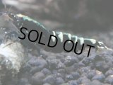 302　P【秋の大量入荷祭！】DIAMOND BLACK  F1個体 隔世遺伝で出たら凄いかも！