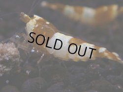 画像1: 244　H【秋の大量入荷祭！】実力派！TKシュリンプ50連発！CGS