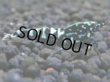 306　P【秋の大量入荷祭！】DIAMOND BLACK  F1個体 隔世遺伝で出たら凄いかも！