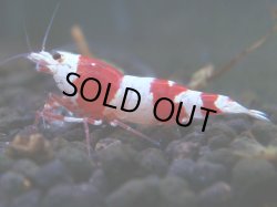 画像1: 256　H【秋の大量入荷祭！】Y's Beeのハイグレードレッドビーシュリンプ！