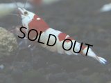 283　H【秋の大量入荷祭！】ペンキ系最高峰！超人気のウルトラレッド 大特価！