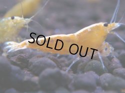 画像1: 226　H【秋の大量入荷祭！】実力派！TKシュリンプ50連発！GOLD GALAXY フルボディMIX！