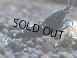 304　P【秋の大量入荷祭！】DIAMOND BLACK  F1個体 隔世遺伝で出たら凄いかも！